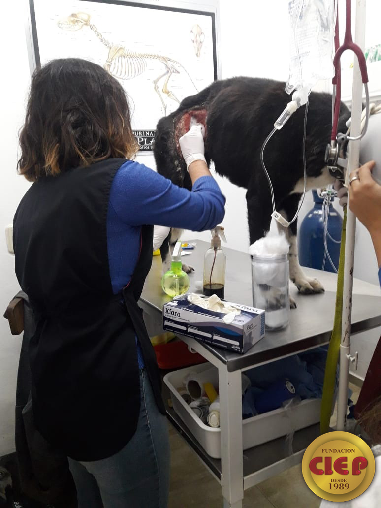 Alumnos de Asistente del Médico Veterinario visitaron una clínica veterinaria